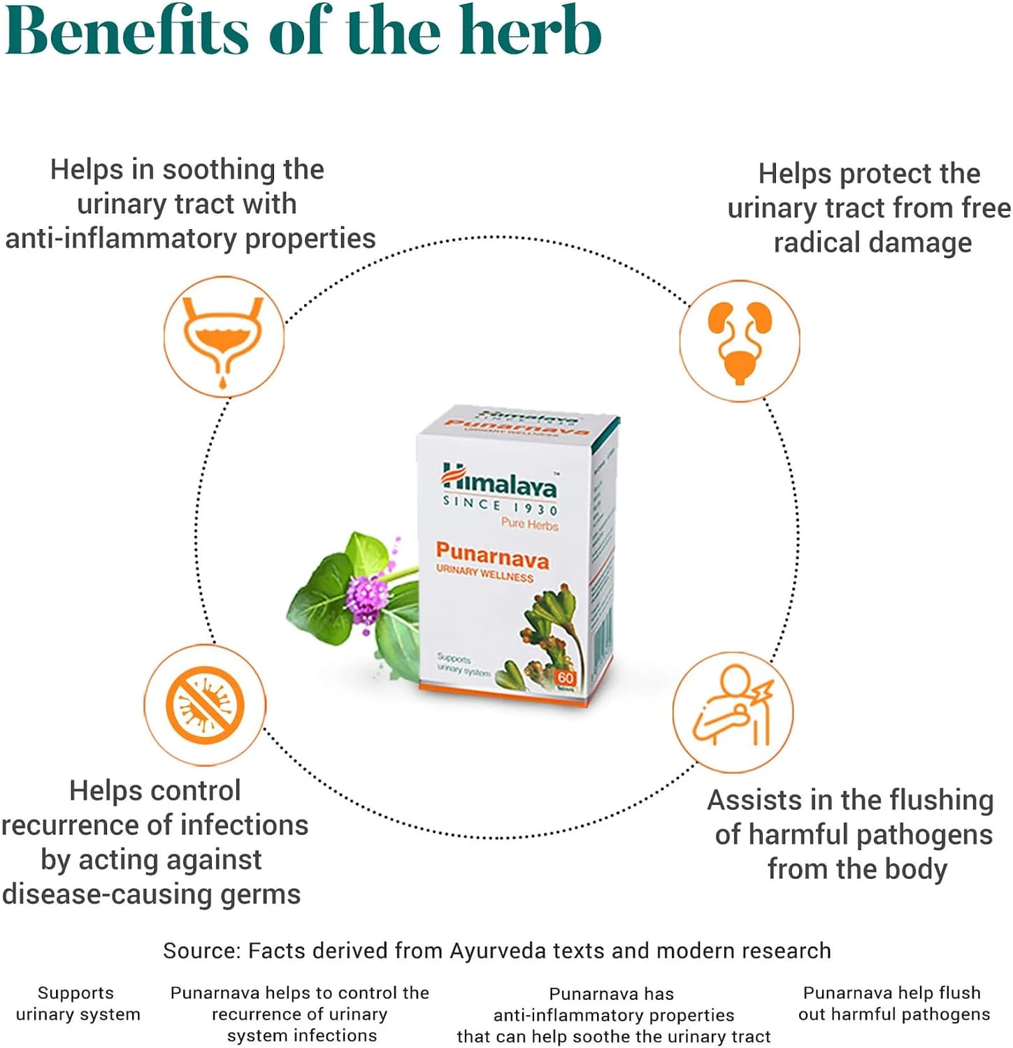 Himalaya Himalaya Punarnava Tablets - 60 count (Pack of 1) Ayurvedic Classics - Image 2