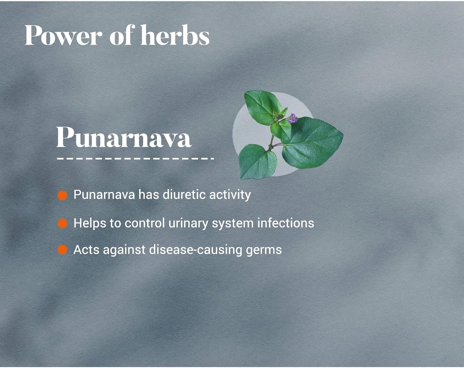 Himalaya Himalaya Punarnava Tablets - 60 count (Pack of 1) Ayurvedic Classics - Image 4
