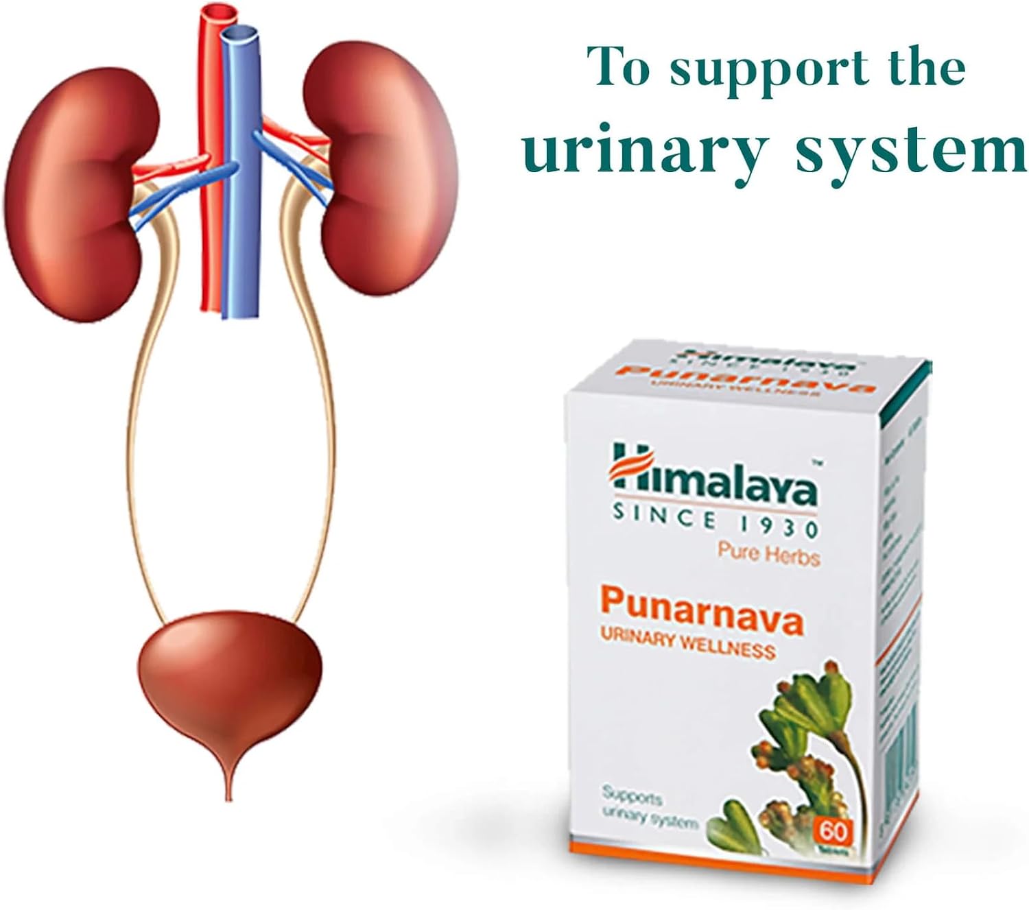 Himalaya Himalaya Punarnava Tablets - 60 count (Pack of 1) Ayurvedic Classics - Image 3